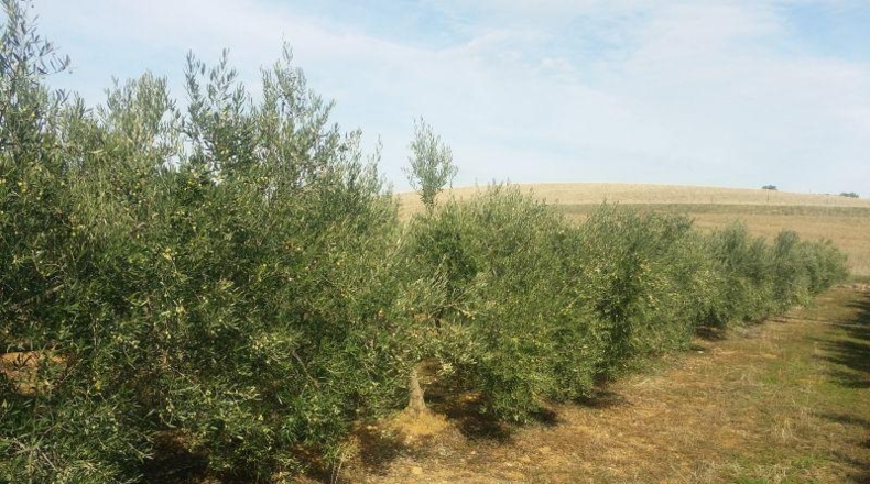 Córdoba - Belmez - 34000m2