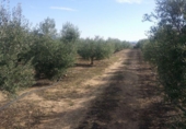Terreno no urbanizable en venta en la España, Belmez, ref: TR413840 foto