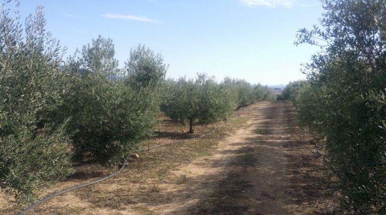 Córdoba - Belmez - 34000m2