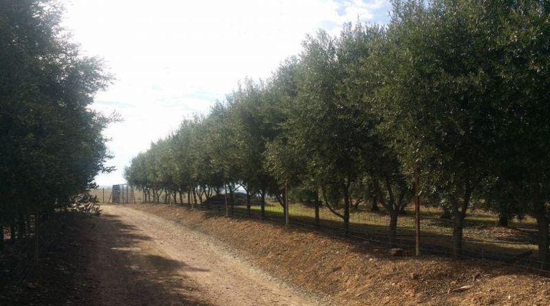 Córdoba - Belmez - 34000m2