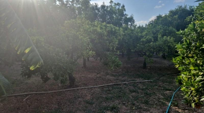 Murcia - Murcia - 824m2