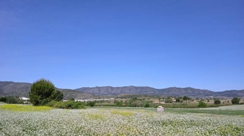 Valencia - Agullent - 39168m2