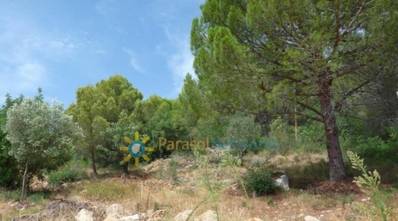 Valencia - Реаль-де-Гандия - 22000m2