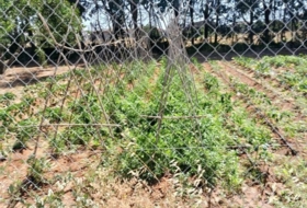 Chiclana de la Frontera 4900&nbsp;m²