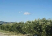 Terreny no urbanitzable en venda a la España, Ontinyent, ref.: TR377740 foto