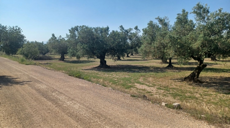 Tarragona - Mas de Barberans - 13187m2