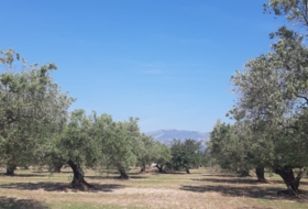 Mas de Barberans 13187&nbsp;m²