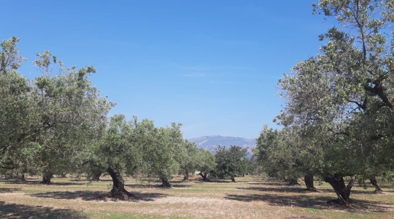 Tarragona - Mas de Barberans - 13187m2