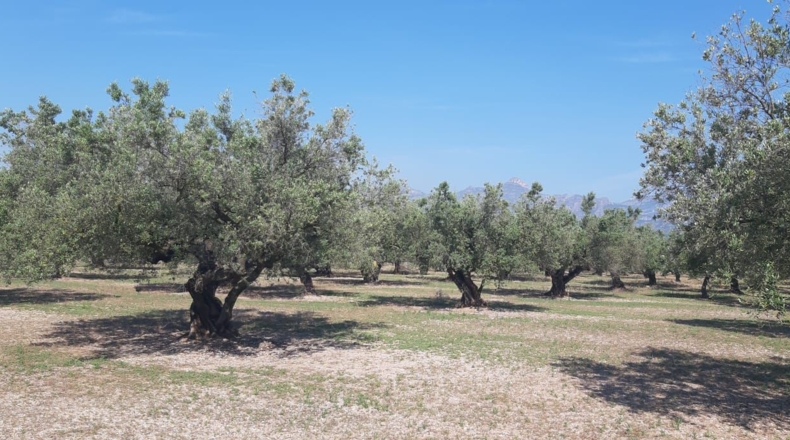 Tarragona - Mas de Barberans - 13187m2