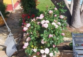Chalet independiente con terreno en venta en Linares ref: TR414006 foto