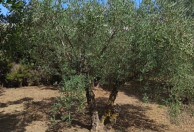 Linares 2000&nbsp;m²