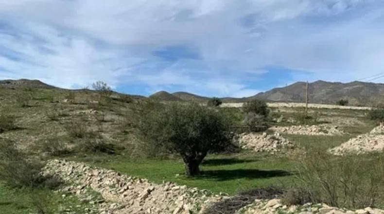 Almería - Uleila del Campo - 63718m2