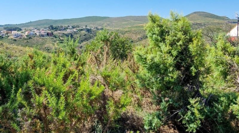 Alicante - Dolores - 1356m2