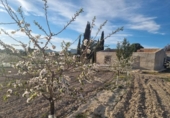 Casa de camp amb terreny en venda a la España, Cieza, ref.: TR414057 foto