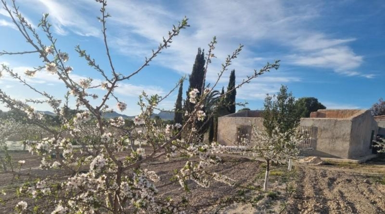 Múrcia - Cieza - 12200m2
