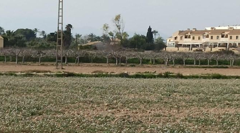 Alicante - Elche - 13700m2