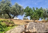 Country house with land for sale on España, Comares, ref: TR414126 photo