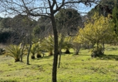 Rural estate for sale on España, Villaviciosa de Córdoba, ref: TR410344 photo