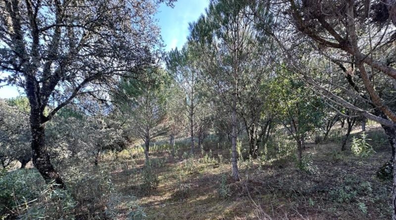 Кордова - Villaviciosa de Córdoba - 100000m2