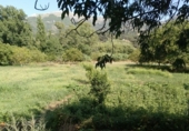 Masia amb terreny en venda a la Camino del rio, Cortes de la Frontera, ref.: TR188969 foto