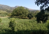 Masia amb terreny en venda a la Camino del rio, Cortes de la Frontera, ref.: TR188969 foto
