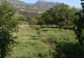 Masia amb terreny en venda a la Camino del rio, Cortes de la Frontera, ref.: TR188969 foto