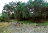 Masia amb terreny en venda a la Camino del rio, Cortes de la Frontera, ref.: TR188969 foto