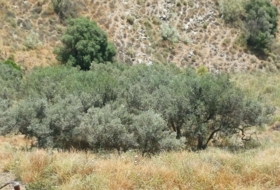 Moclinejo 8000&nbsp;m²