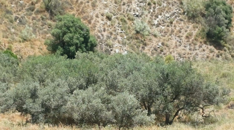 Málaga - Moclinejo - 8000m2