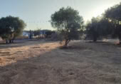 Non-developable land for sale on Camino de los Carmona, Córdoba, ref: TR414197 photo