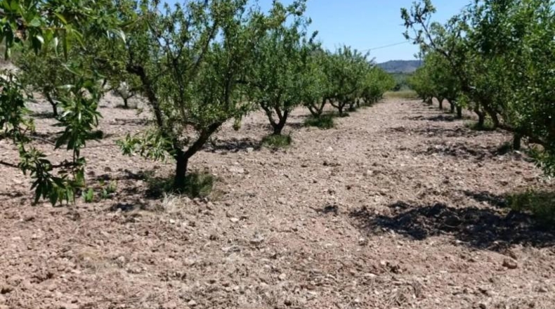 Murcia - Cehegín - 6681m2