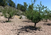 Terreno no urbanizable en venta en la España, Cehegín, ref: TR414201 foto