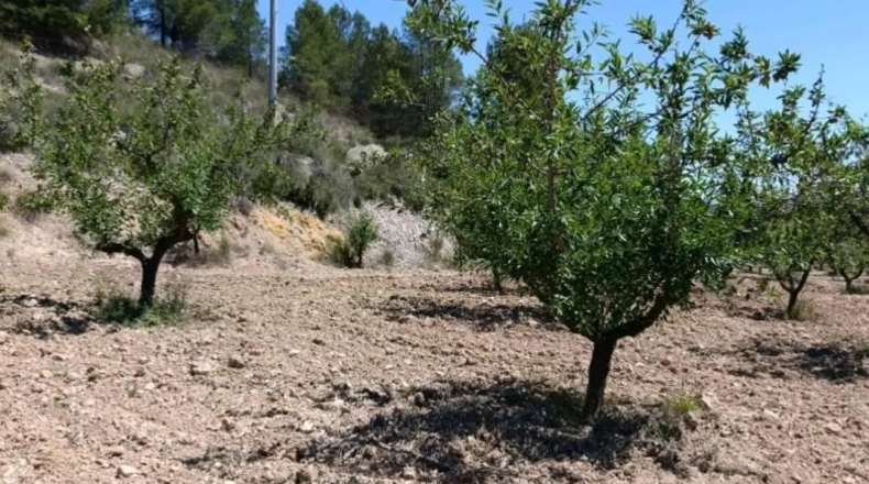 Murcia - Cehegín - 6681m2