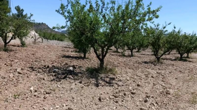 Murcia - Cehegín - 6681m2