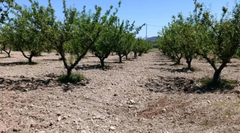 Murcia - Cehegín - 6681m2