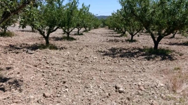 Murcia - Cehegín - 6681m2