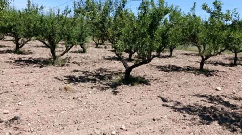 Murcia - Cehegín - 6681m2