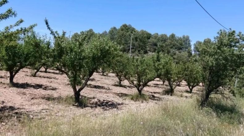 Murcia - Cehegín - 6681m2