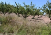Terreno no urbanizable en venta en la España, Cehegín, ref: TR414201 foto