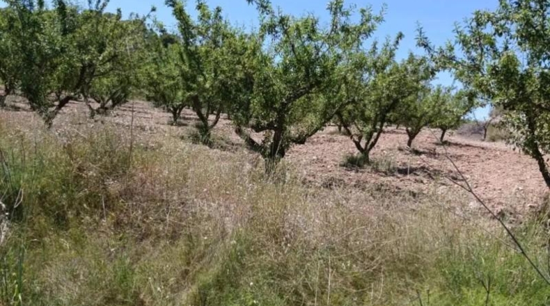 Murcia - Cehegín - 6681m2