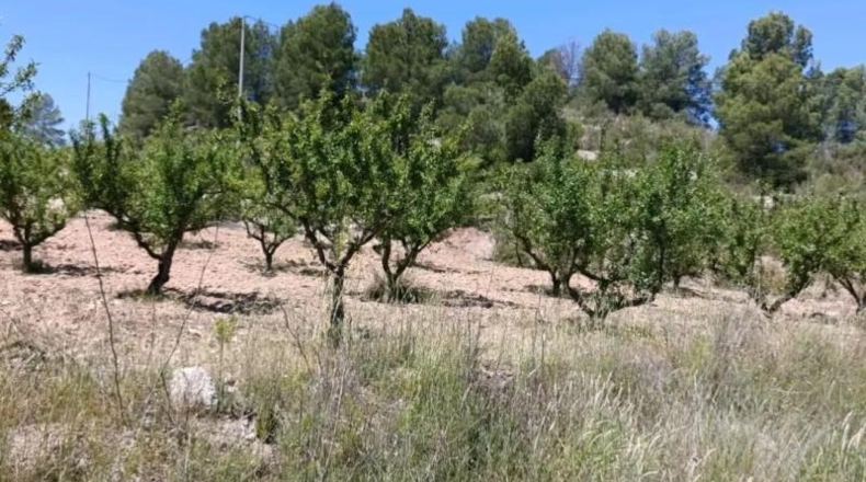 Murcia - Cehegín - 6681m2