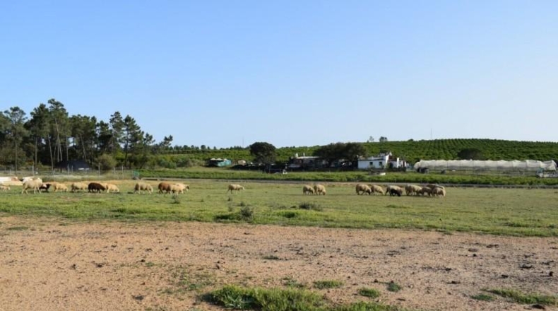 Huelva - Villablanca - 11000m2