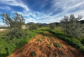 Alzira 2441&nbsp;m²