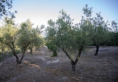 Finca rústica en venta en la España, Benimarfull, ref: TR414229 foto
