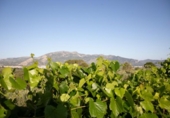 Finca rústica en venta en la España, Benimarfull, ref: TR414229 foto