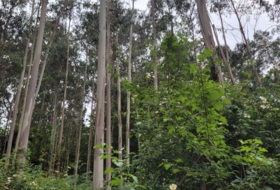 Soto de Llanera 17094&nbsp;m²