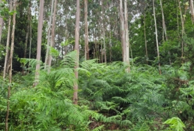 Soto de Llanera 17094&nbsp;m²