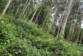 Soto de Llanera 17094&nbsp;m²