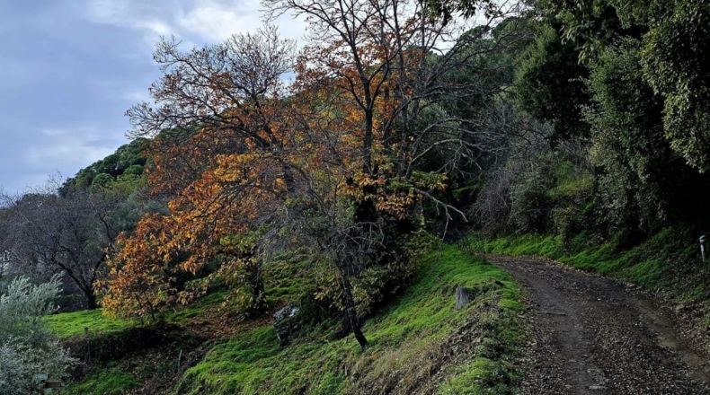 Málaga - Jubrique - 5000m2