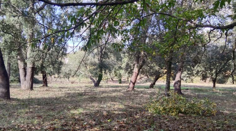 Huelva - Los Marines - 11000m2